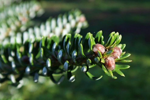 Abies koreana - buds are spherical, brown, resinous