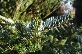 Abies koreana - decorative needles