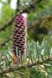 Abies koreana - ♀ cones