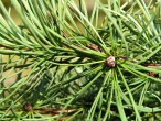 Larix kaempferi (Japanese larch, Japanese  kaempferi)