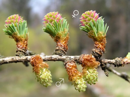 Larix kaempferi (Japanese larch, Japanese  kaempferi) - ♂ & ♀ cones