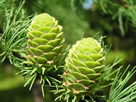 Larix kaempferi (Japanese larch, Japanese  kaempferi)