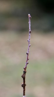 Larix kaempferi (Japanese larch, Japanese  kaempferi)