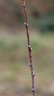 Larix kaempferi (Japanese larch, Japanese  kaempferi)