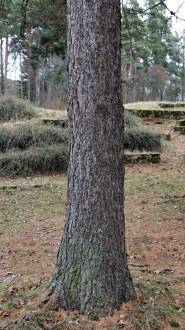 Larix kaempferi (Japanese larch, Japanese  kaempferi) - Bork