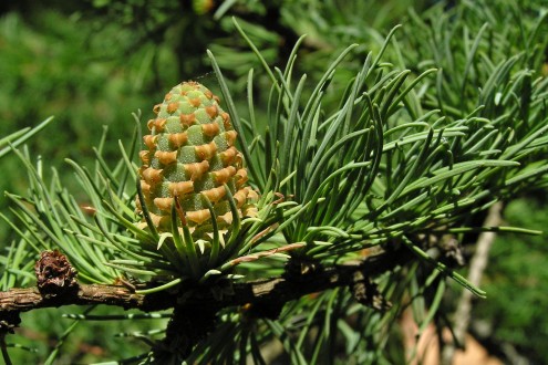 Larix kaempferi (Japanese larch, Japanese  kaempferi) - decorative  pine cones