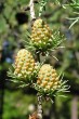 Larix kaempferi (Japanese larch, Japanese  kaempferi)