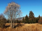 Salix pentadra (Five-stemmed willow) - 11/2020