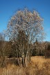 Salix pentadra (Five-stemmed willow) - female (♀) individual 11/2020