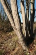 Salix pentadra (Five-stemmed willow) - tha bark