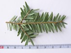 Tsuga canadensis - underside