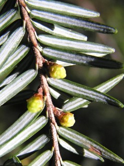 Tsuga canadensis - male (♂) cones