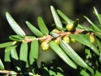 Tsuga canadensis - male (♂) cones