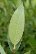 Salix phylicifolia (bay willow) - underside