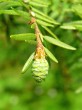 Tsuga canadensis - female (♀) cones