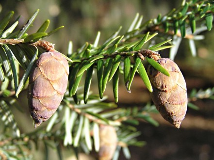 Tsuga canadensis - cone