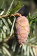 Tsuga canadensis - cone