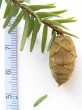 Tsuga canadensis - cone