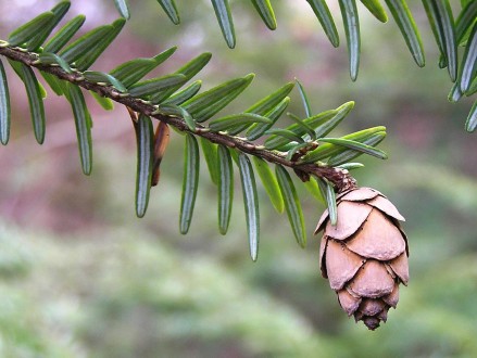 Tsuga canadensis - decorative with persistent cones