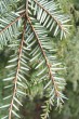 Tsuga canadensis - underside