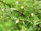 Tsuga canadensis - female (♀) cones