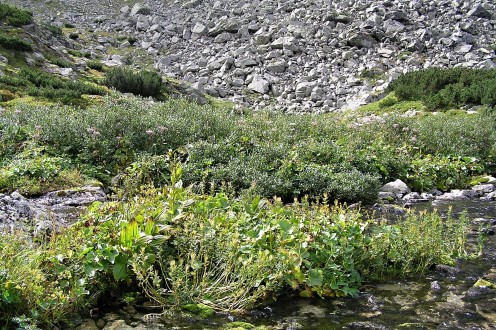 Salix phylicifolia (bay willow)