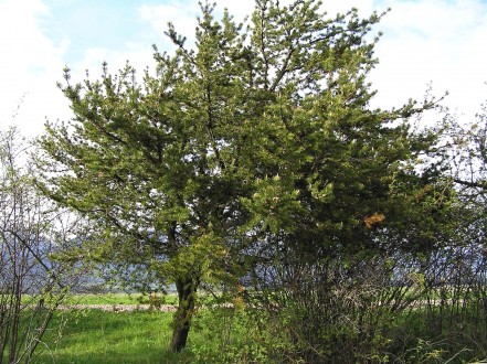 Pinus banksiana