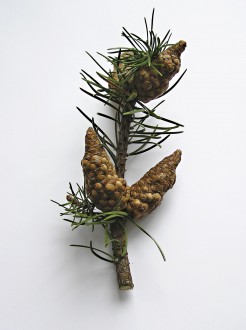 Pinus banksiana - fruit is a cone