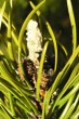 Pinus banksiana - bud scales are pressed, strongly resinous