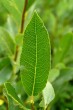 Salix phylicifolia (bay willow) - top side