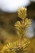 Pinus banksiana