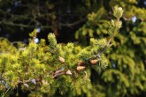 Pinus banksiana - fruit is a cone,  lasts on the tree for several years (10-20 years)