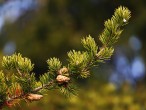 Pinus banksiana - fruit is a cone,  lasts on the tree for several years (10-20 years)