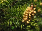 Pinus banksiana - male (♂) cones