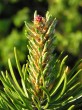 Pinus banksiana - female (♀) cones