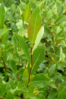 Salix phylicifolia (bay willow) - annual shoot (annual growth)