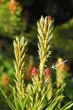 Pinus banksiana - female (♀) cones