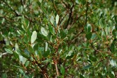 Salix phylicifolia (bay willow)