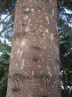 Abies grandis - bark