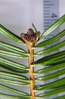 Abies grandis - vitreous resinous buds