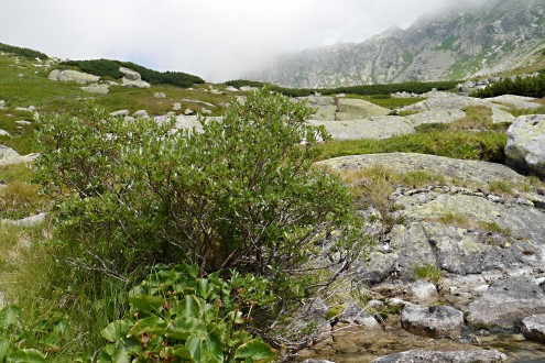 Salix phylicifolia (bay willow)