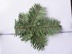 Abies grandis - underside of needles