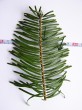 Abies grandis - the upper row consists of shorter needles (1.5-2.5 cm)