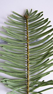 Abies grandis - the bottom row consists of longer needles (4.0-5.5 cm)