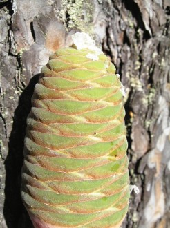 Abies grandis - cone