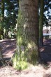 Abies grandis - bark