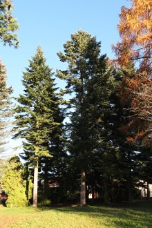 Abies grandis - a group of giant firs in the Hrádok arboretum, Slovakia (11/2020)