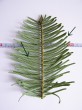 Abies grandis - the bottom row consists of longer needles (4.0-5.5 cm)