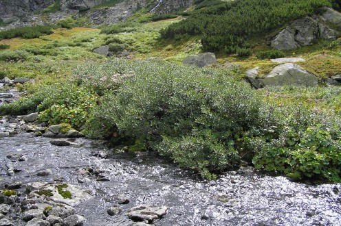 Salix phylicifolia (bay willow) - as part of the riparian vegetation of a mountain stream