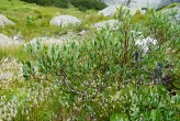 Salix phylicifolia (bay willow)